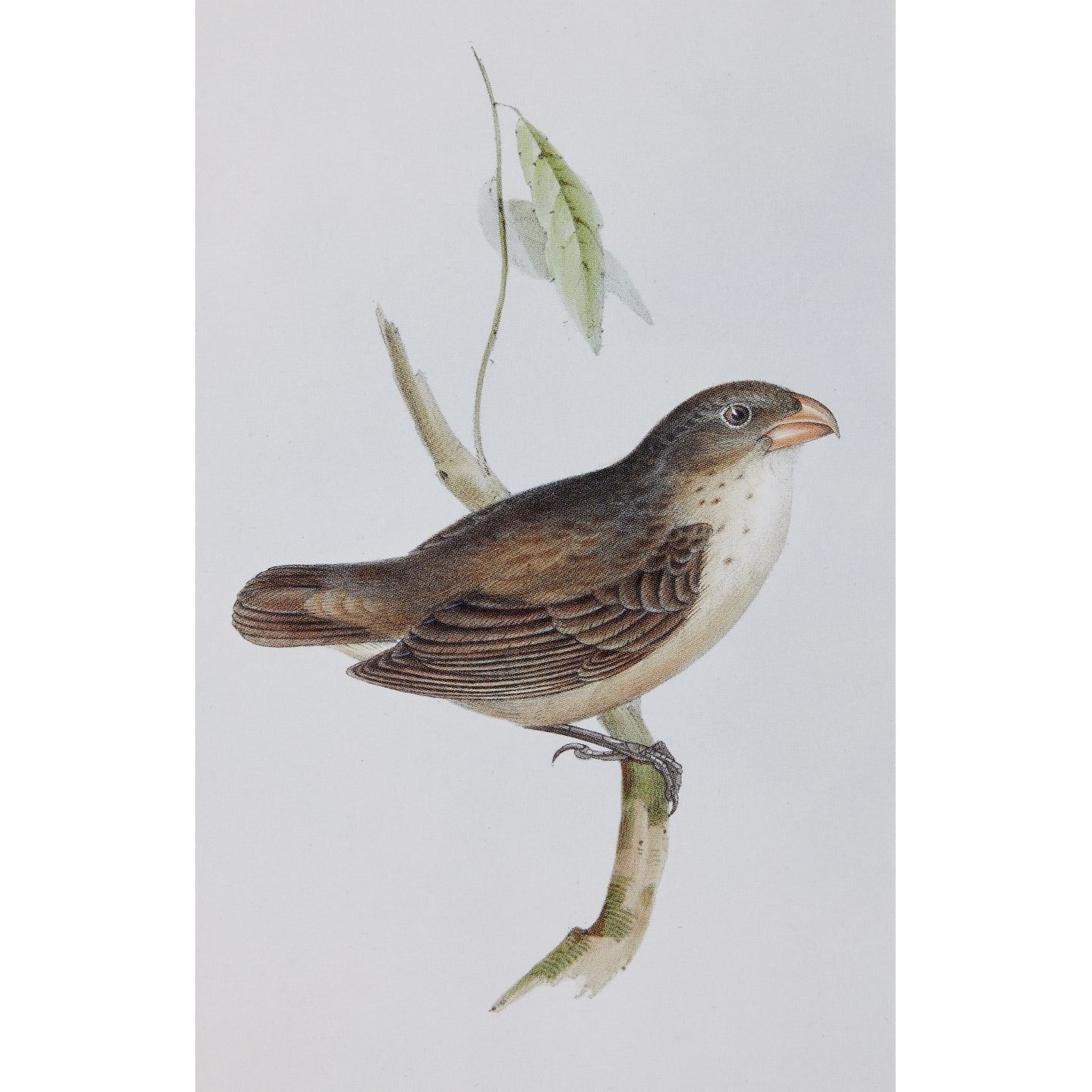 Darwin's Finches - Pack of 10 Notecards (2 each of 5 Designs) - Blank Greeting Cards by Fitzwilliam Museum Cambridge