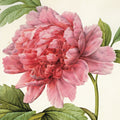 Pink Paeonia Flowers Blank Notecard Pack by Fitzwilliam Museum (2 each of 5 designs)