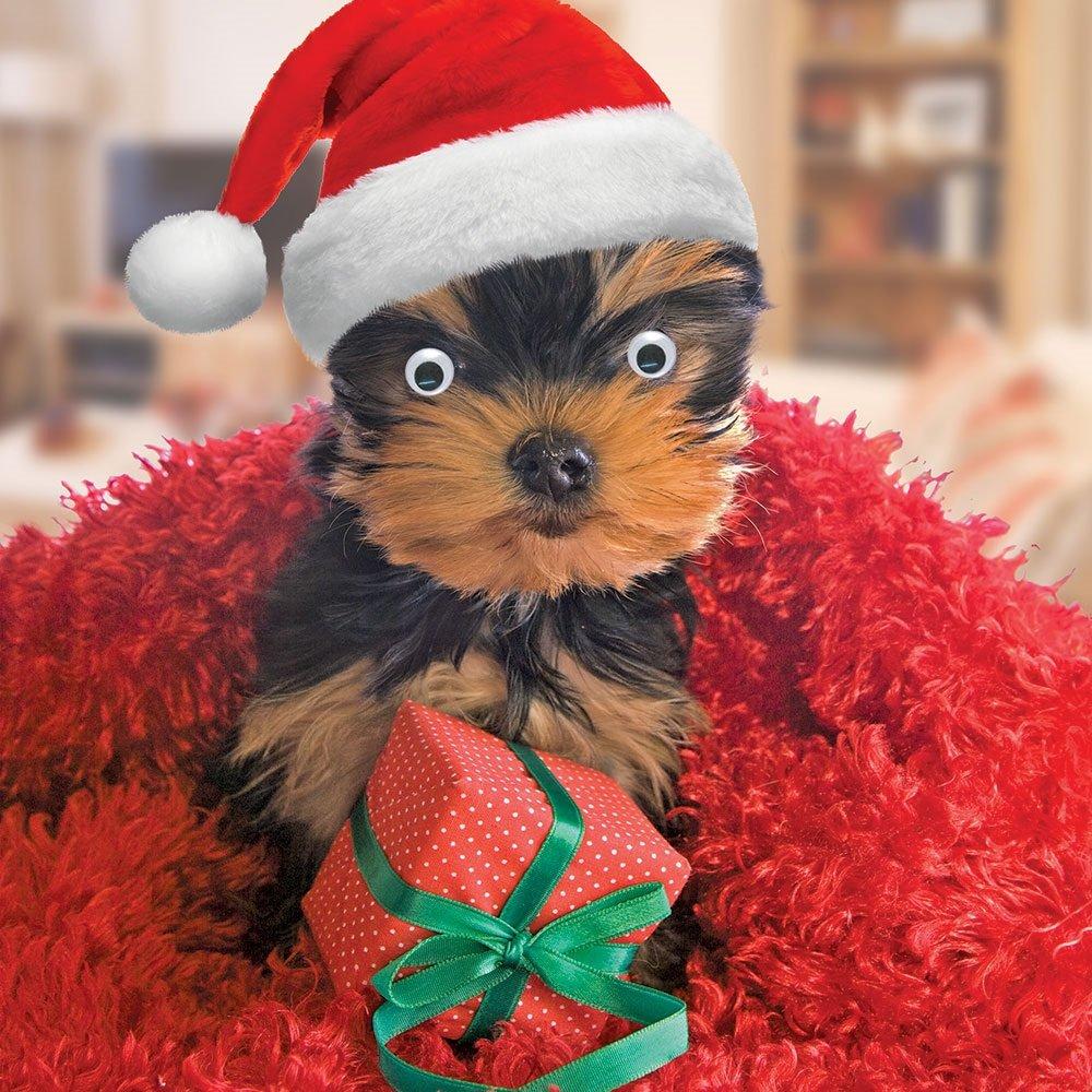 Cute Puppy with Present Goggly Wobbly Eyes Christmas & New Year Greeting Card